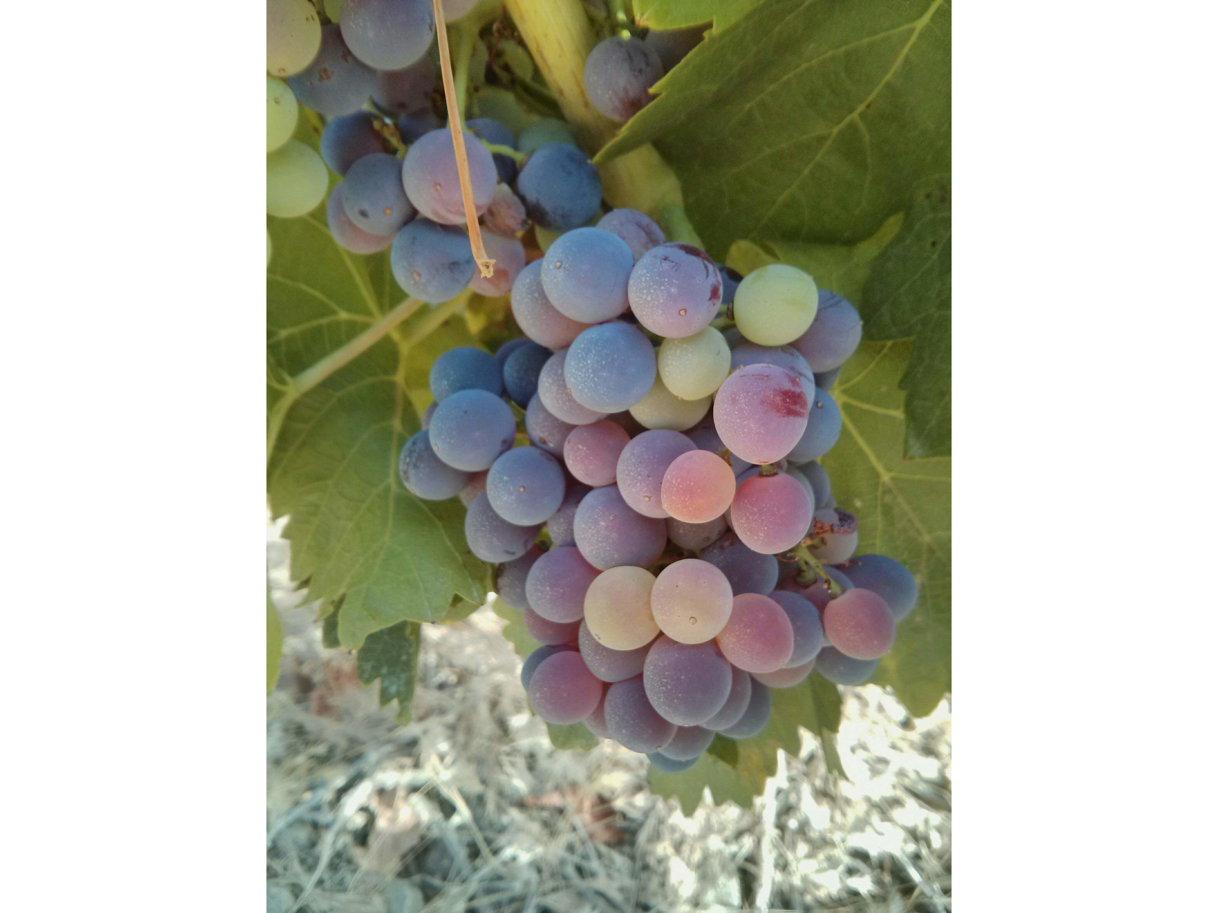 Ripening grapes