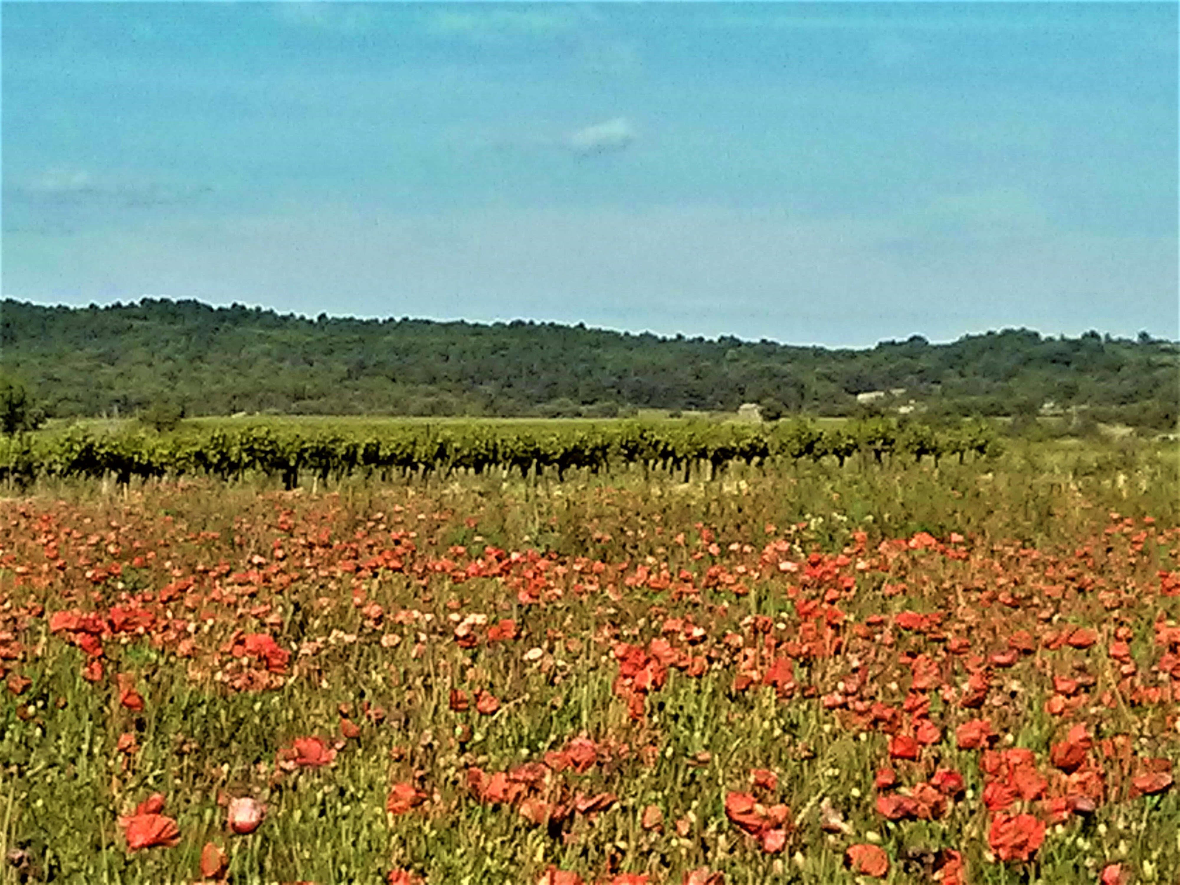 Poppies in Spring