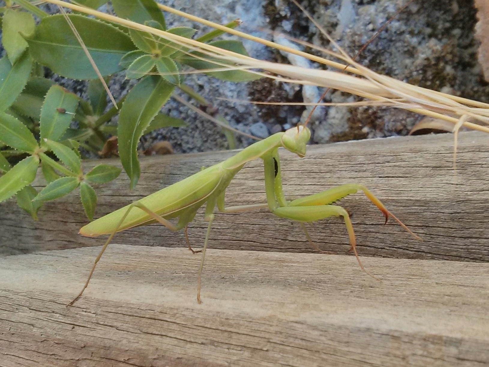 Preying mantis